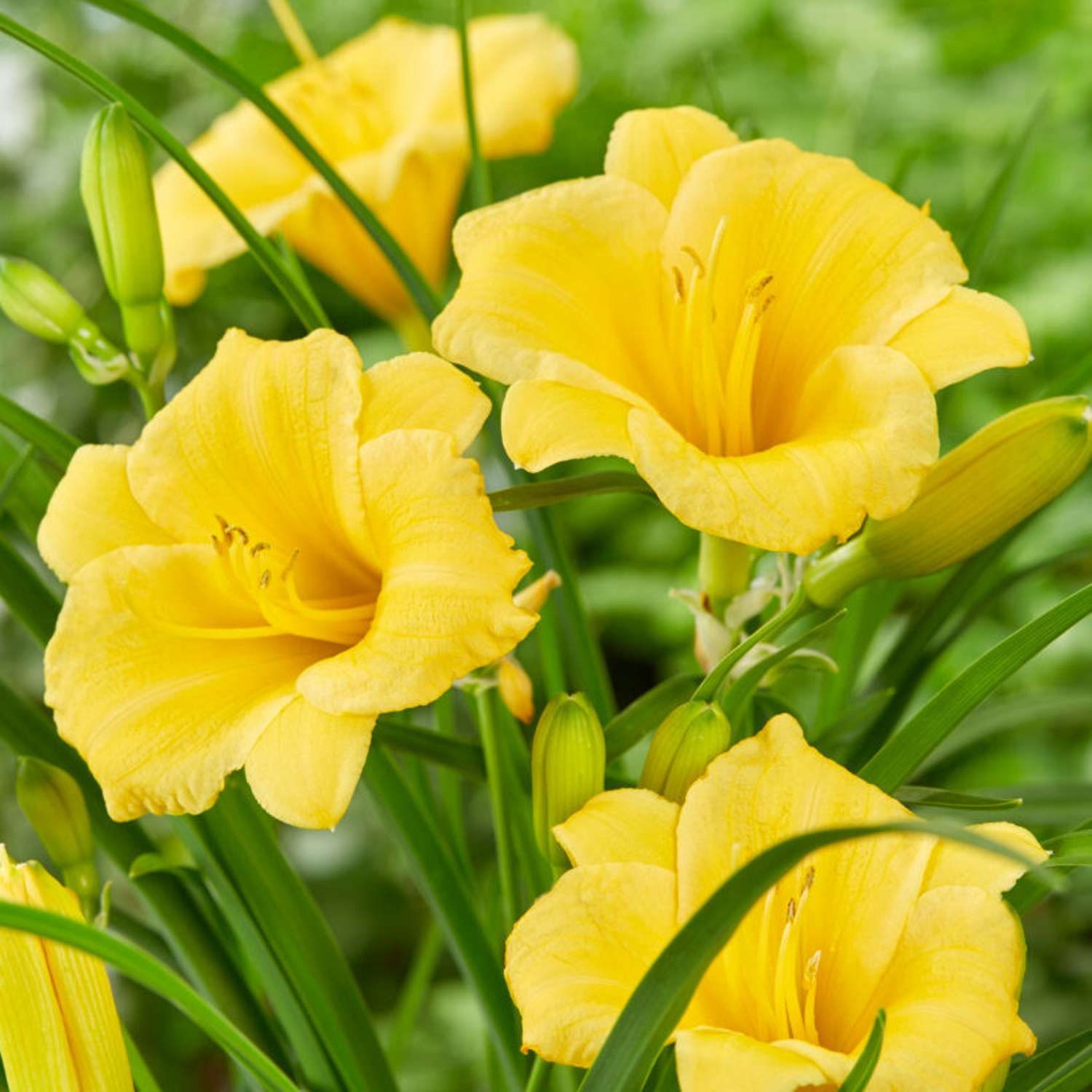 Tarhapäivänlilja 'Stella de Oro' (Hemerocallis)
